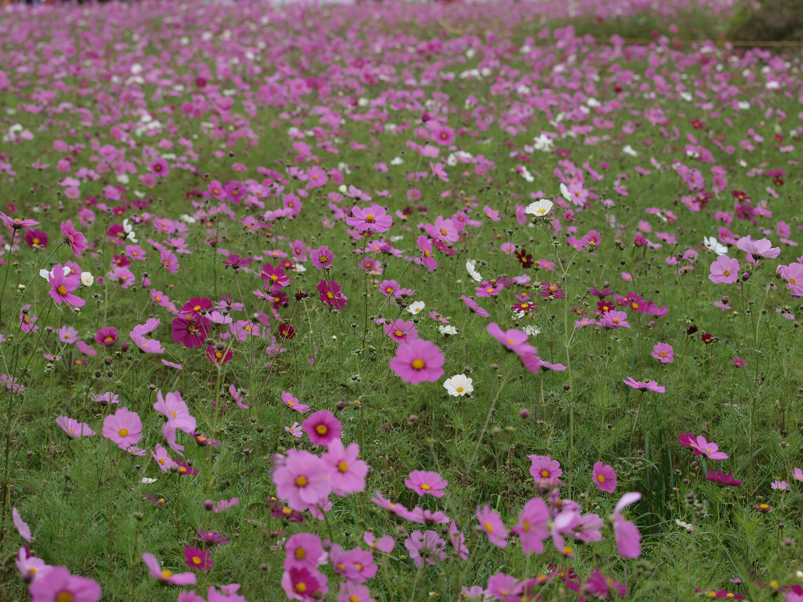 PB032002.JPG